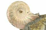 Iridescent Pyritized Ammonite (Quenstedticeras) Fossil Display #368844-1